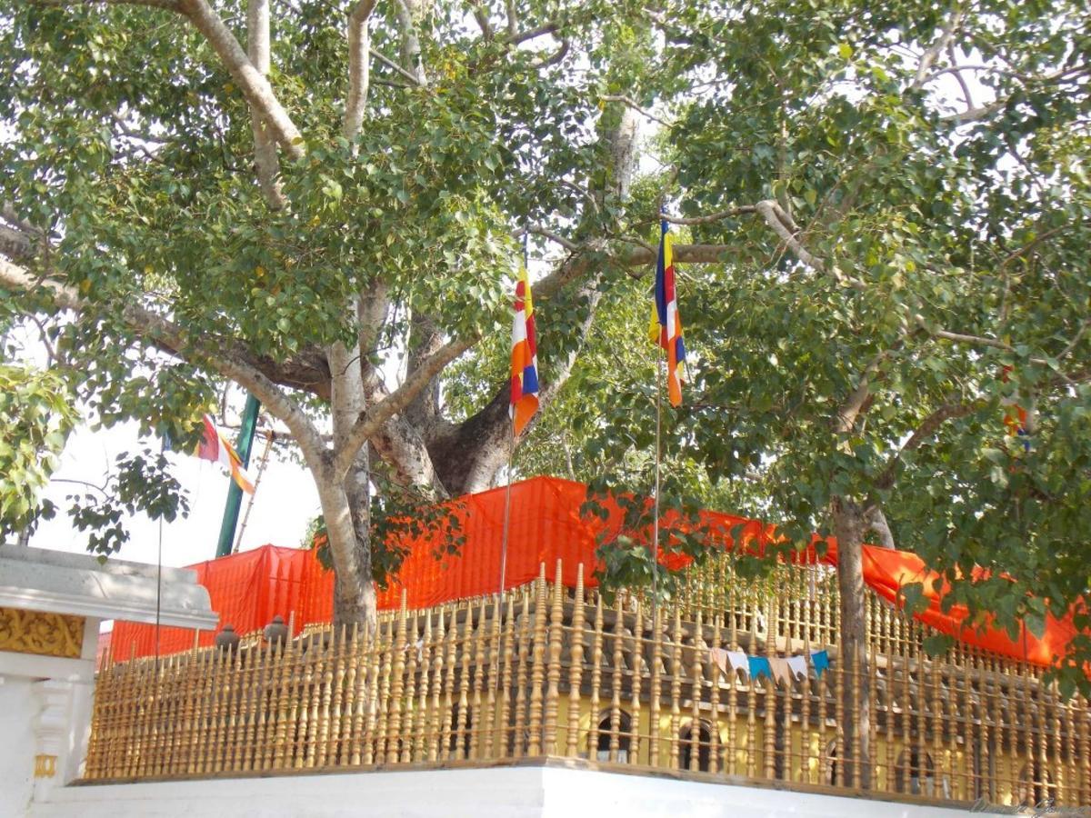 Kubura Resort Anuradhapura Eksteriør bilde
